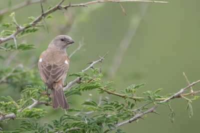 Swahili Sparrow - Swahili-mus - Moineau swahili