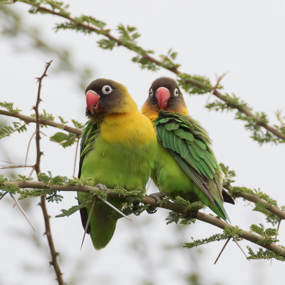 Yellow-collared Lovebird - Zwartmaskeragapornis - Insparable masqu