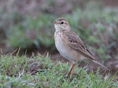 African Pipit - Kaneelpieper - Pipit africain