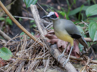 Grey-necked Rockfowl - Grijsnekkaalkopkraai - Picatharte du Cameroun