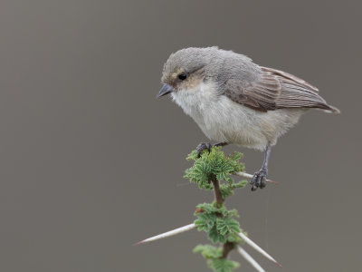 Mouse-colored Penduline Tit - Grijze Kapokmees - Rmiz souris