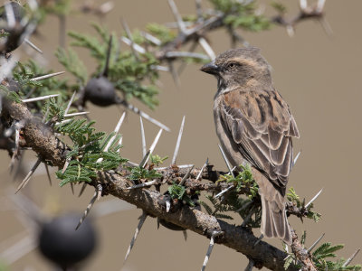 Kenya Sparrow - Keniaanse Roestmus - Moineau roux (f)