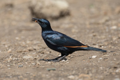 Red-winged Starling - Roodvleugelspreeuw - Rufipenne morio (m)