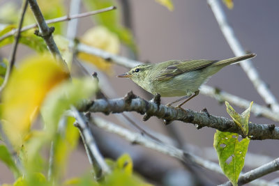 Green Warbler - Groene Fitis - Pouillot du Caucase
