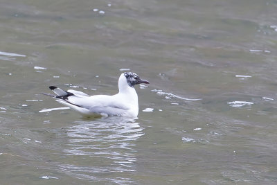 Andean Gull - Andesmeeuw - Mouette des Andes