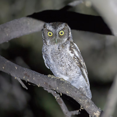 West Peruvian Screech Owl - Marañónschreeuwuil - Petit-duc du Pérou