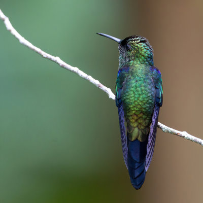 Fork-tailed Woodnymph - Vorkstaartbosnimf - Dryade  queue fourchue