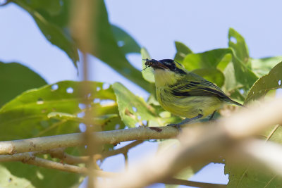 Yellow-browed Tody-Flycatcher - Geelbrauwschoffelsnavel - Todirostre brid