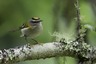 Madeira Firecrest - Madeiragoudhaan - Roitelet de Madre