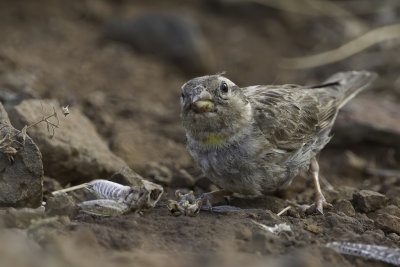 Rock Sparrow - Rotsmus - Moineau soulcie