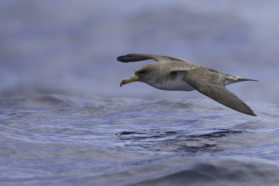 Cory's Shearwater - Kuhls Pijlstormvogel - Puffin boral
