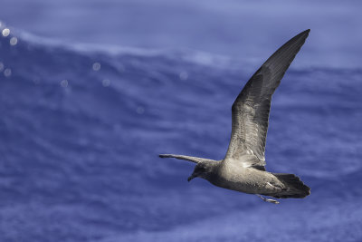 Bulwer's Petrel - Bulwers Stormvogel - Ptrel de Bulwer