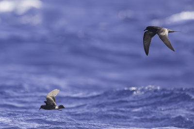 Band-rumped Storm Petrel - Madeirastormvogeltje - Ocanite de Castro