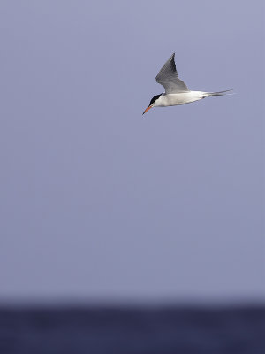 Common Tern - Visdief - Sterne pierregarin