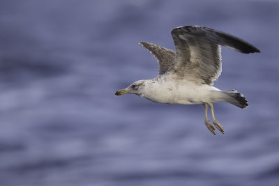 Yellow-legged Gull - Geelpootmeeuw - Goland leucophe (imm)