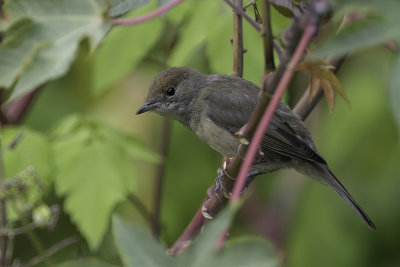 Eurasian Blackcap - Zwartkop - Fauvette  tte noire (j)