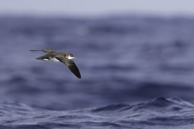 Manx Shearwater - Noordse Pijlstormvogel - Puffin des Anglais