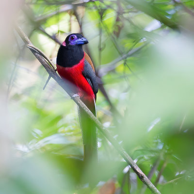 Diard's Trogon - Diards Trogon - Trogon de Diard (m)