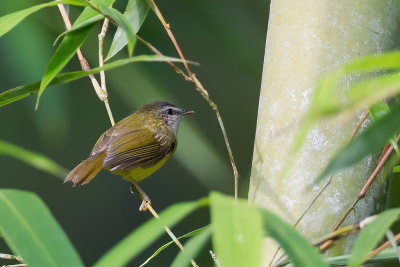Yellow-bellied Warbler - Bamboeboszanger - Pouillot à sourcils blancs