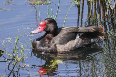 Birds of Argentina 2008/2010