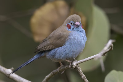 Red-cheeked Cordon-bleu - Blauwfazantje - Cordonbleu  joues rouges (m)