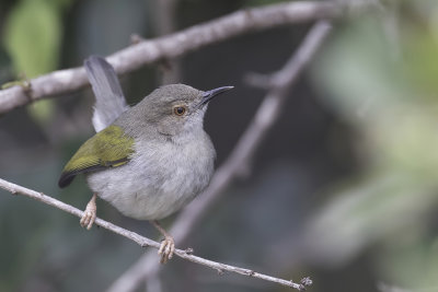 Grey-backed Camaroptera - Blaatcamaroptera - Camaroptre  dos gris