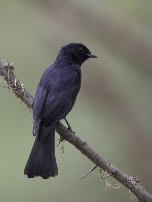 Southern Black Flycatcher - Kaapse Drongovliegenvanger - Gobemouche sud-africain