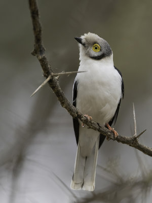 White-crested Helmetshrike - Helmklauwier - Bagadais casqu