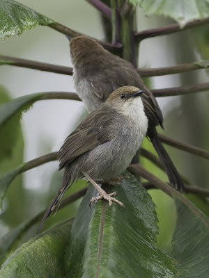 Hunters Cisticola - Hunters Graszanger - Cisticole de Hunter