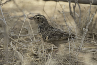 Singing Bush Lark - Oosterse Struikleeuwerik - Alouette de Java