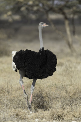 Somali Ostrich - Somalische Struisvogel - Autruche somalienne (m)