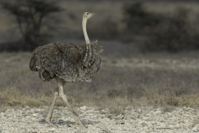 Somali Ostrich - Somalische Struisvogel - Autruche somalienne (f)