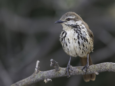 Spotted Palm Thrush - Gevlekte Palmlijster - Cichladuse tachete