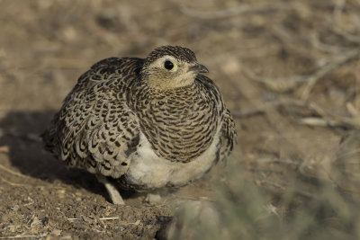 Black-faced Sandgrouse - Maskerzandhoen - Ganga  face noire (f)