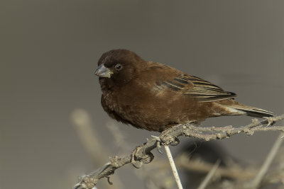 Chestnut Sparrow - Kastanjemus - Moineau d'Emin (m)