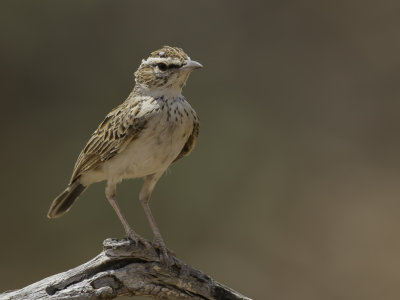 Foxy Lark - Vosleeuwerik - Alouette abyssinienne