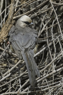 White-headed Mousebird - Witkopmuisvogel - Coliou  tte blanche