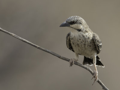 Donaldson Smith's Sparrow-Weaver - Donaldsons Wever - Mahali de Donaldson