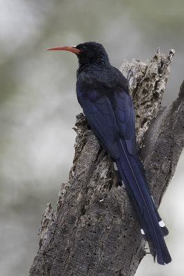 Grant's Wood Hoopoe - Grants Boomhop - Irrisor de Grant