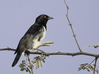 Magpie Starling - Spiegelspreeuw - Spro pie (m)