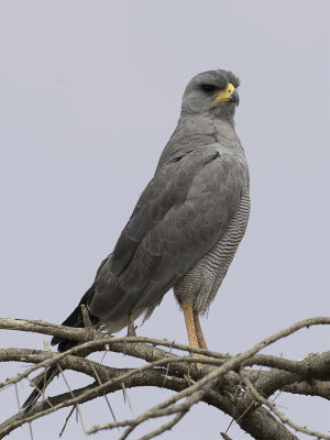 Eastern Chanting Goshawk - Bleke Zanghavik - Autour  ailes grises