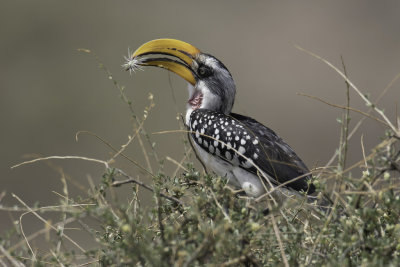 Eastern Yellow-billed Hornbill - Ethiopische Geelsnaveltok - Calao  bec jaune (m)