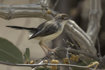 Red-fronted Prinia - Roodmaskerprinia - Apalis  front roux