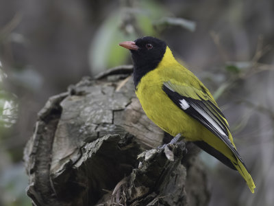 Mountain Oriole - Bergwielewaal - Loriot de Percival