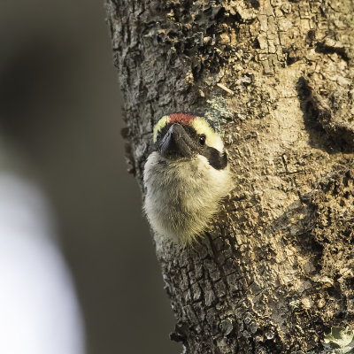 Red-fronted Barbet - Diadeembaardvogel - Barbican  diadme