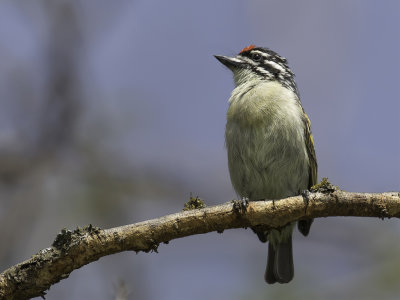 Red-fronted Tinkerbird - Roodvoorhoofdketellapper - Barbion  front rouge