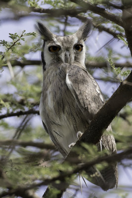Northern White-faced Owl - Noordelijke Witwangdwergooruil - Petit-duc  face blanche