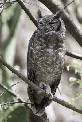 Greyish Eagle-Owl - Grijze Oehoe - Grand-duc du Sahel