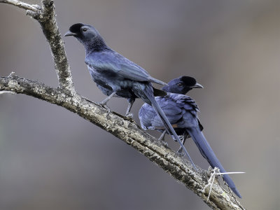 Bristle-crowned Starling - Borstelkruinspreeuw - Rufipenne de Salvadori