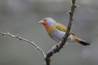 Green-winged Pytilia - Melba-astrild - Beaumarquet melba (m)